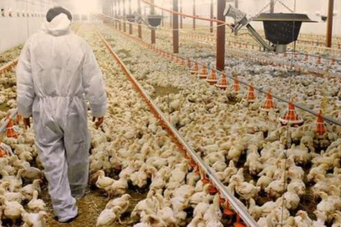 Novo caso de gripe aviária é confirmado em aves de subsistência no RS
