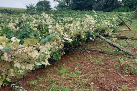 𝗩𝗘𝗡𝗗𝗔𝗩𝗔𝗟 𝗔𝗧𝗜𝗡𝗚𝗘 𝗣𝗔𝗥𝗥𝗘𝗜𝗥𝗔𝗟 𝗘𝗠 𝗘𝗦𝗤𝗜𝗡𝗔 𝗧𝗨𝗖𝗨𝗡𝗗𝗨𝗩𝗔 𝗘 𝗙𝗔𝗠𝗜́𝗟𝗜𝗔 𝗢𝗥𝗚𝗔𝗡𝗜𝗭𝗔 𝗙𝗢𝗥𝗖̧𝗔-𝗧𝗔𝗥𝗘𝗙𝗔