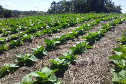 Safra de tabaco começa com bastante apreensão