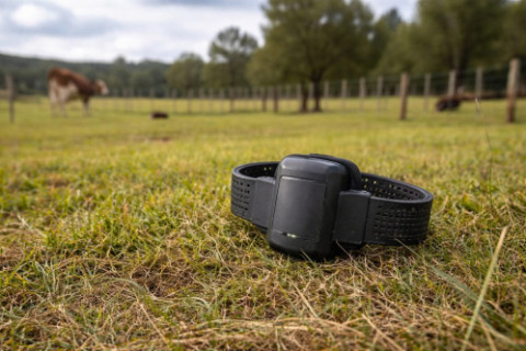 Polícia encontra tornozeleira eletrônica em potreiro em Três de Maio