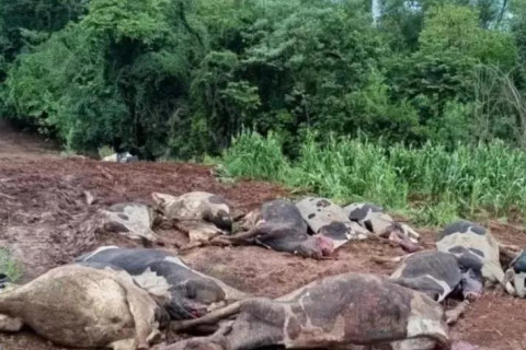 Agricultor perde 48 vacas em Novo Xingu e vive prejuízo superior a R$ 600 mil