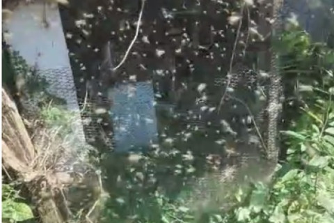 AGRICULTOR DE CRISSIUMAL FOI SURPREENDIDO COM ENXAME DE ABELHAS CERCANDO A CABINE DO SEU TRATOR