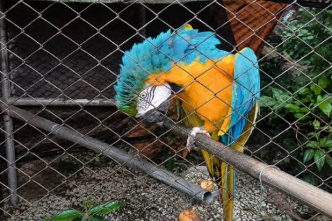 Brigada Militar realiza encaminhamento de ave silvestre em Santo Ângelo