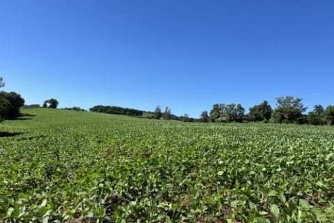 Chuvas recorrentes favorecem lavouras de soja no RS