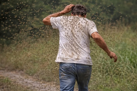 Homem hospitalizado após grave ataque de abelhas em Santa Rosa